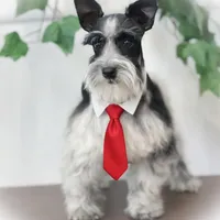 TUX- B/S ROAN BLUE EYES, a male Miniature Schnauzer for sale in Tremonton, UT – Photo 7 of 9