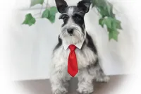 TUX- B/S ROAN BLUE EYES ON SALE, a male Miniature Schnauzer for sale in Tremonton, UT – Photo 5 of 9