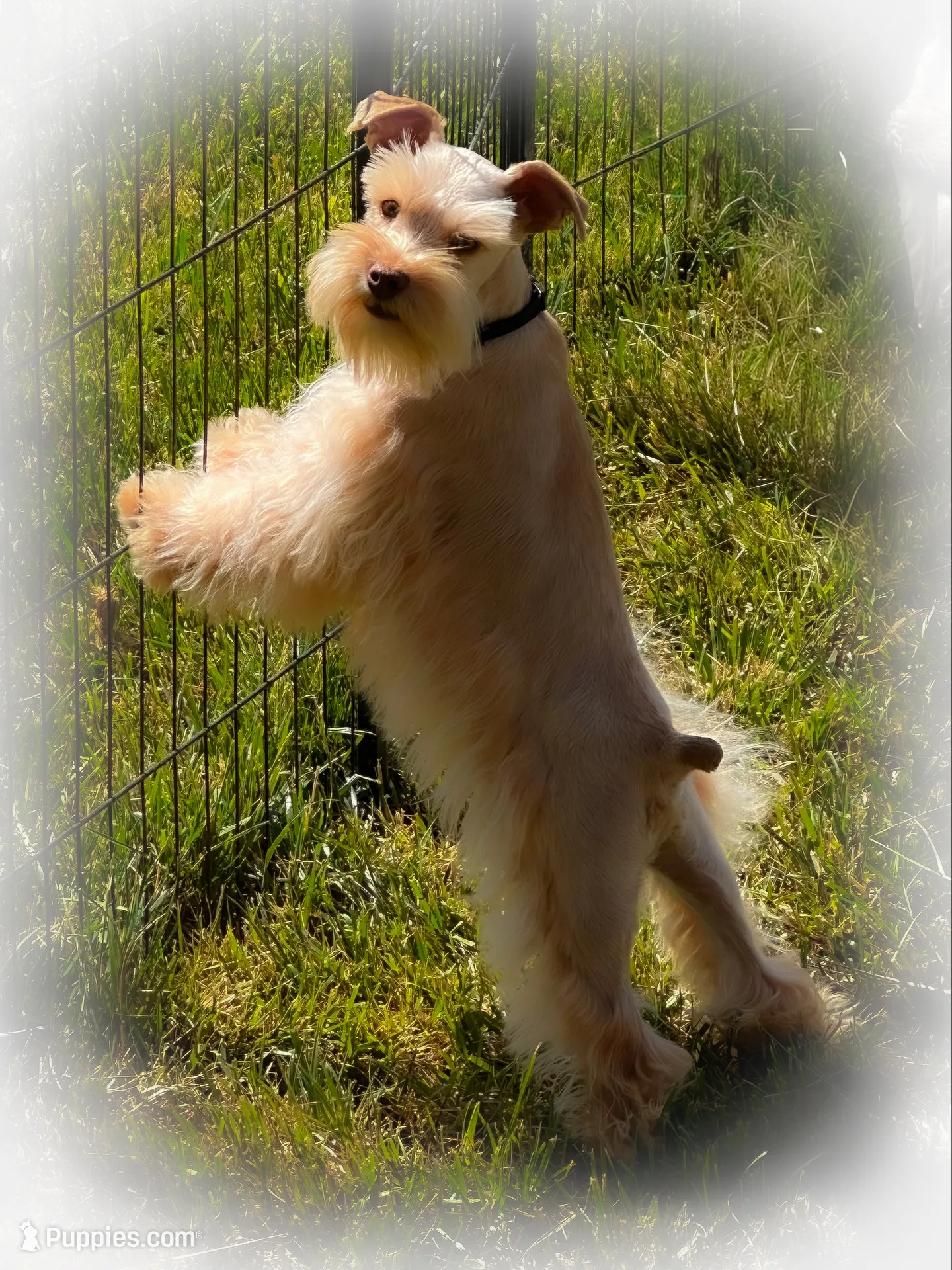 VooDoo- Red Wheaten Toy, a male Miniature Schnauzer for sale in Tremonton, UT – 4 of 10