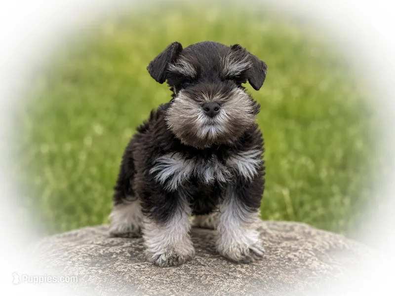 Ginger- Tcup Lvr Tan – Miniature Schnauzer puppy for sale in Tremonton, UT