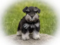Ginger- Tcup Lvr Tan, a female Miniature Schnauzer for sale in Tremonton, UT – 1 of 3