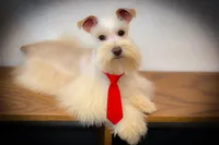 HUGO- TOY WHEATEN ON SALE, a male Miniature Schnauzer for sale in Tremonton, UT – Photo 1 of 6