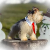 HUGO- TOY FULL AKC, a male Miniature Schnauzer for sale in Tremonton, UT – Photo 6 of 6