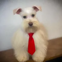 HUGO- TOY FULL AKC, a male Miniature Schnauzer for sale in Tremonton, UT – Photo 3 of 6