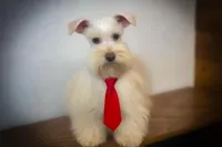 HUGO- TOY WHEATEN ON SALE, a male Miniature Schnauzer for sale in Tremonton, UT – Photo 3 of 6