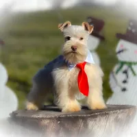 HUGO- TOY FULL AKC, a male Miniature Schnauzer for sale in Tremonton, UT – Photo 4 of 6