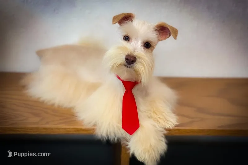 HUGO- TOY Megacoat  – Miniature Schnauzer puppy for sale in Tremonton, UT