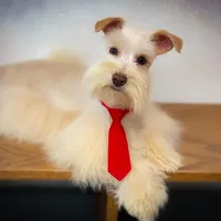 HUGO- TOY FULL AKC, a male Miniature Schnauzer for sale in Tremonton, UT – Photo 2 of 6