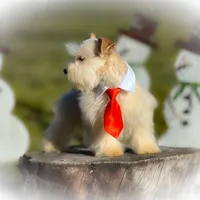 HUGO- TOY FULL AKC, a male Miniature Schnauzer for sale in Tremonton, UT – Photo 5 of 6