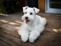 AJAX- WH Choc Full AKC, a male Miniature Schnauzer for sale in Tremonton, UT – 2 of 3