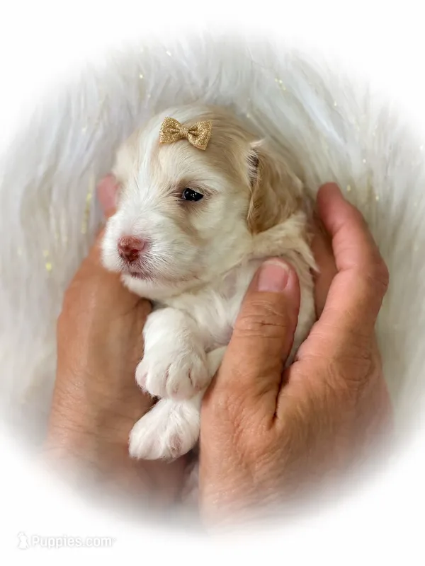 Rosie- Toy F  – Miniature Schnauzer puppy for sale in Tremonton, UT