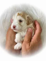 Rosie- Toy F , a female Miniature Schnauzer for sale in Tremonton, UT – 1 of 7