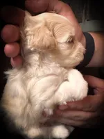 Rio- Red M , a male Miniature Schnauzer for sale in Tremonton, UT – 8 of 10