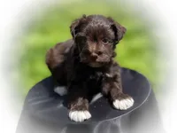 CASPIAN- LIVER PEPPER, a male Miniature Schnauzer for sale in Tremonton, UT – 3 of 3