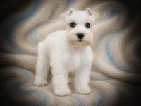 BENTLEY- TCUP MALE, a male Miniature Schnauzer for sale in Tremonton, UT – 2 of 4