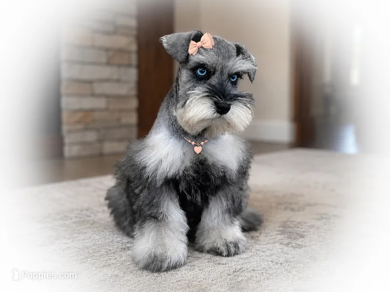 MISHKA- BLUE EYES – Miniature Schnauzer puppy for sale in Tremonton, UT