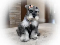 MISHKA- BLUE EYES, a female Miniature Schnauzer for sale in Tremonton, UT – 1 of 7