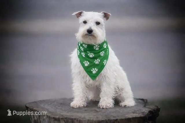 ASHER- Tiny Toy  – Miniature Schnauzer puppy for sale in Tremonton, UT