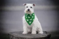 ASHER- Tiny Toy , a male Miniature Schnauzer for sale in Tremonton, UT – Photo 3 of 7
