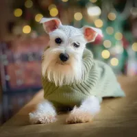 ASHER- Tiny Toy , a male Miniature Schnauzer for sale in Tremonton, UT – Photo 6 of 7