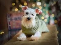 ASHER- Tiny Toy ON SALE, a male Miniature Schnauzer for sale in Tremonton, UT – Photo 3 of 4