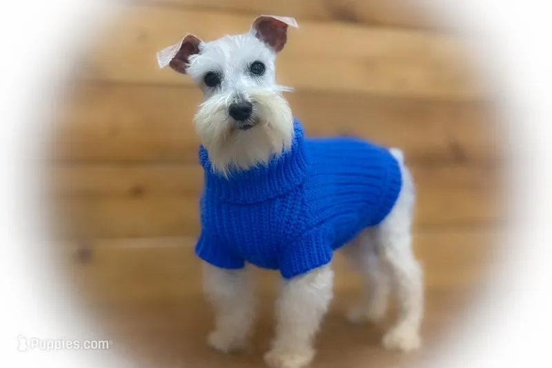 ASHER- Tiny Toy ON SALE