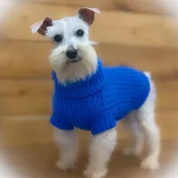 ASHER- Tiny Toy , a male Miniature Schnauzer for sale in Tremonton, UT – Photo 4 of 7