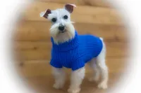 ASHER- Tiny Toy ON SALE, a male Miniature Schnauzer for sale in Tremonton, UT – Photo 1 of 4