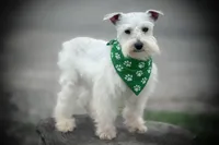 ASHER- Tiny Toy , a male Miniature Schnauzer for sale in Tremonton, UT – Photo 1 of 7