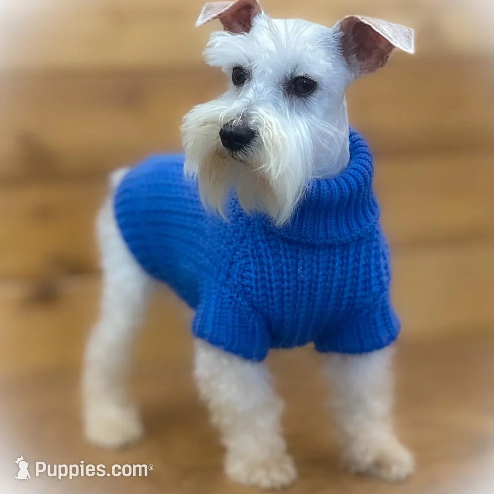 ASHER- Tiny Toy ON SALE, a male Miniature Schnauzer for sale in Tremonton, UT – Photo 2 of 4