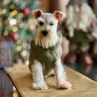 ASHER- Tiny Toy , a male Miniature Schnauzer for sale in Tremonton, UT – Photo 7 of 7