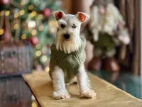 ASHER- Tiny Toy ON SALE, a male Miniature Schnauzer for sale in Tremonton, UT – Photo 4 of 4
