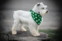 ASHER- Tiny Toy , a male Miniature Schnauzer for sale in Tremonton, UT – Photo 2 of 7