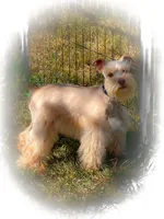 VooDoo- Red Wheaten Toy, a male Miniature Schnauzer for sale in Tremonton, UT – 3 of 10