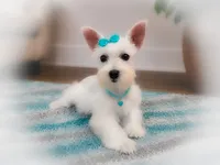 BREE- TOY  , a female Miniature Schnauzer for sale in Tremonton, UT – 3 of 6