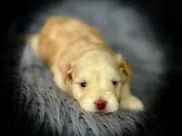 Rosie- Toy F , a female Miniature Schnauzer for sale in Tremonton, UT – 5 of 7