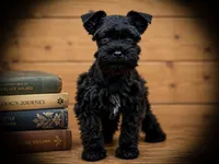 BENTLEY- TCUP MALE, a male Miniature Schnauzer for sale in Tremonton, UT – 1 of 4