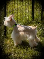 Winston- Toy Wheaten , a male Miniature Schnauzer for sale in Tremonton, UT – 3 of 10
