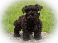 Ginger- Tcup Lvr Tan, a female Miniature Schnauzer for sale in Tremonton, UT – 3 of 3