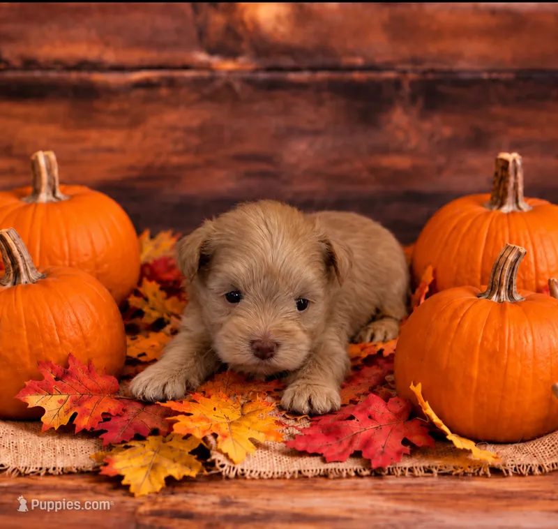 Nemo- Tiny Toy M , a male Miniature Schnauzer for sale in Tremonton, UT – 1 of 4