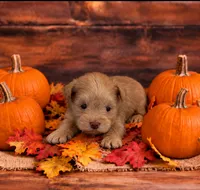 Nemo- Tiny Toy M , a male Miniature Schnauzer for sale in Tremonton, UT – 1 of 4