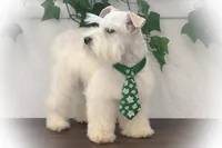 Tazz, a female Miniature Schnauzer for sale in Tremonton, UT – Photo 10 of 10