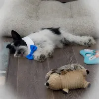 Tazz, a female Miniature Schnauzer for sale in Tremonton, UT – Photo 6 of 10