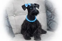 Tazz, a female Miniature Schnauzer for sale in Tremonton, UT – Photo 5 of 10