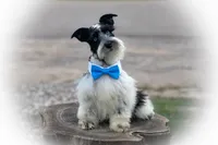 Tazz, a female Miniature Schnauzer for sale in Tremonton, UT – Photo 9 of 10