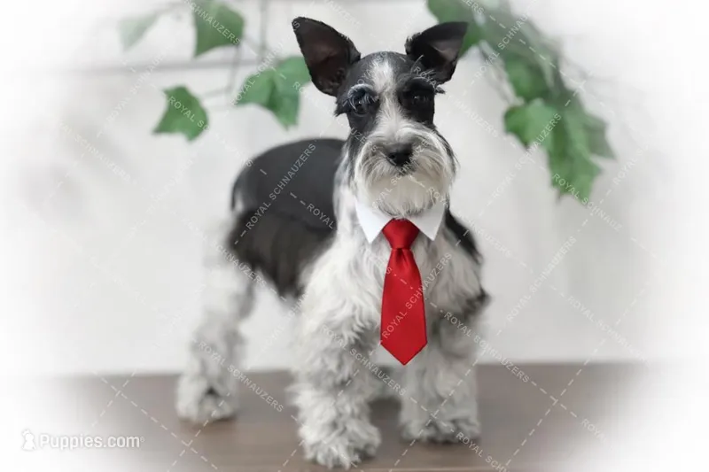 Tazz – Miniature Schnauzer puppy for sale in Tremonton, UT