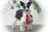 Tazz, a female Miniature Schnauzer for sale in Tremonton, UT – Photo 1 of 10