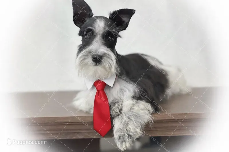 Tazz – Miniature Schnauzer puppy for sale in Tremonton, UT