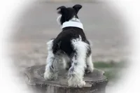 Tazz, a female Miniature Schnauzer for sale in Tremonton, UT – Photo 7 of 10