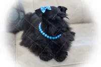 Tazz, a female Miniature Schnauzer for sale in Tremonton, UT – Photo 4 of 10